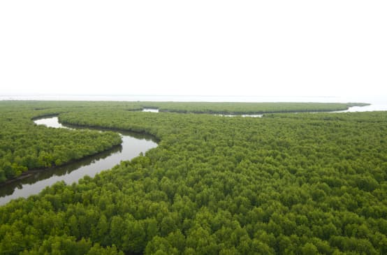 Vue aérienne sur une rivière serpentant au milieu d’une forêt de mangrove