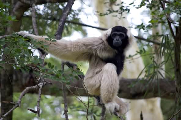 Un gibbon à bonnet (Hylobates pileatus) est assis sur une grosse branche et regarde la caméra