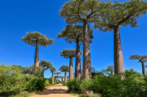 Allée des baobabs à Madagascar