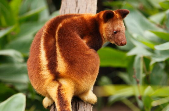 Kangourou arboricole en Papouasie