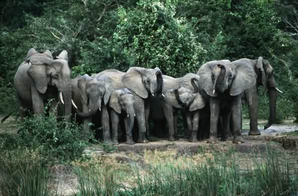 Troupeau d’éléphants dans le parc national de Murchison Falls en Ouganda