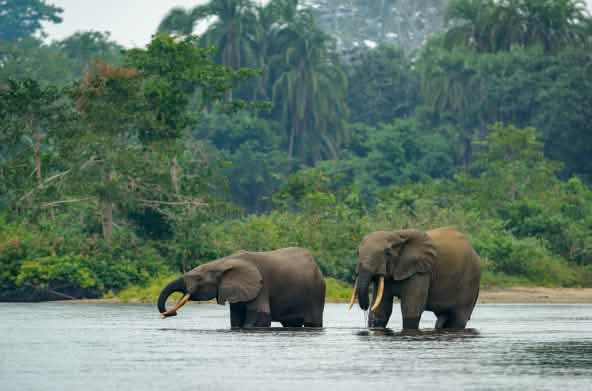 Des éléphants de forêt dans l’eau
