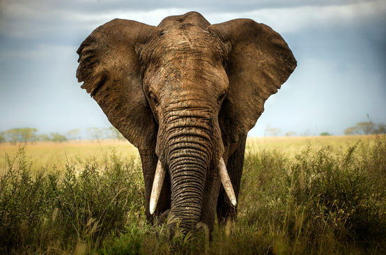 Un éléphant d’Afrique dans la savanne