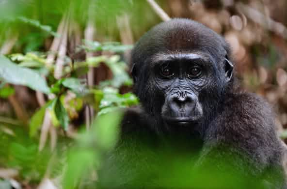 Gorille des plaines de l’Ouest (Gorilla gorilla gorilla)