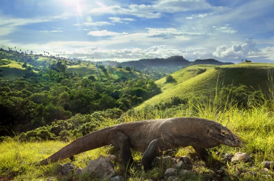 Varan de Komodo (Varanus komodoensis)