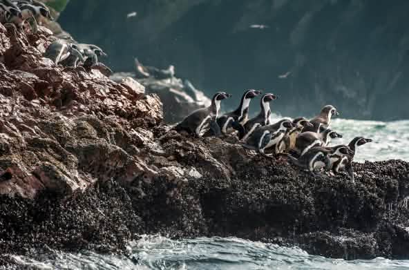 Groupe de manchots de Humboldt escalade le long des falaises de l’eau