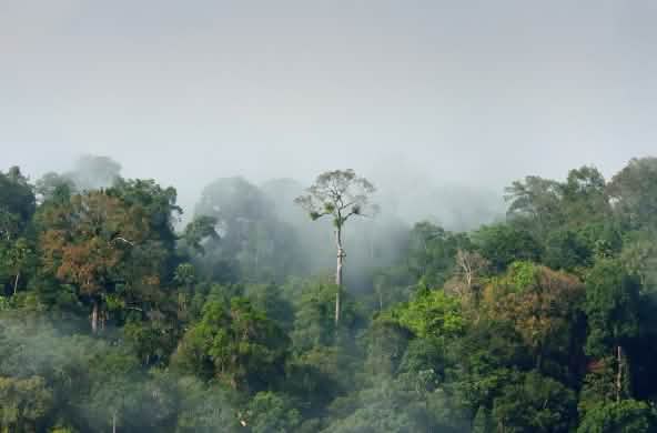 Forêt tropicale en Amazonie