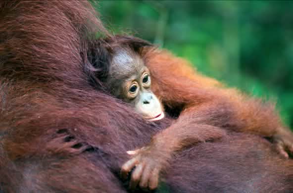 Bébé orang-outan