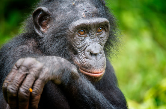 Un bonobo