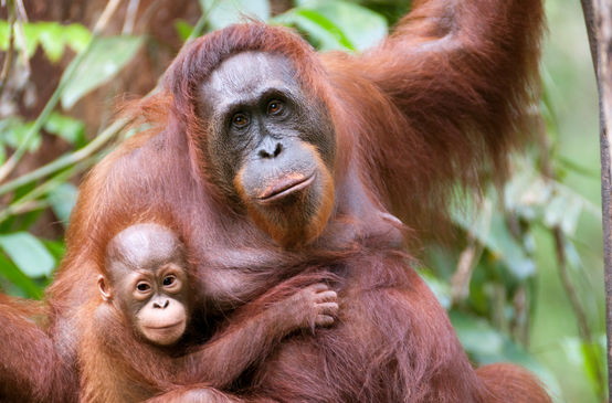 Orang-outan avec bébé