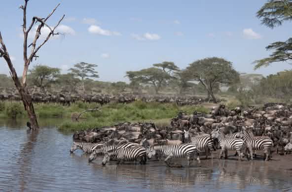 Gnous et zèbres dans le Parc national du Serengeti en Tanzanie,