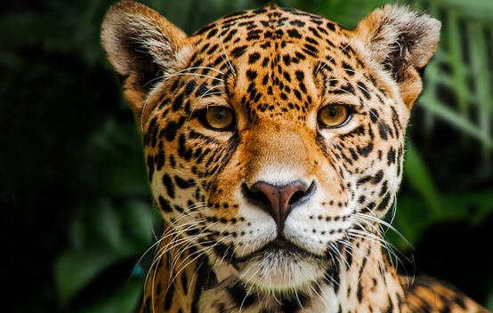 Jaguar dans la Réserve biologique Indio Maíz au Nicaragua