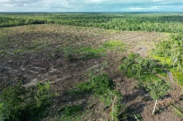 Photo aérienne d’une zone déboisement, avec la forêt tropicale en arrière-plan