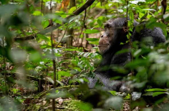 Chimpanzé à Bossou, Guinée