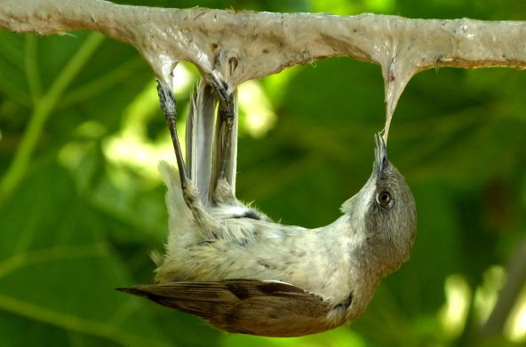 Une fauvette babillarde (Sylvia curruca) engluée à une branche