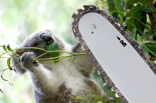 Photomontage : un koala en train de tomber d'un arbre à cause d'une tronçonneuse