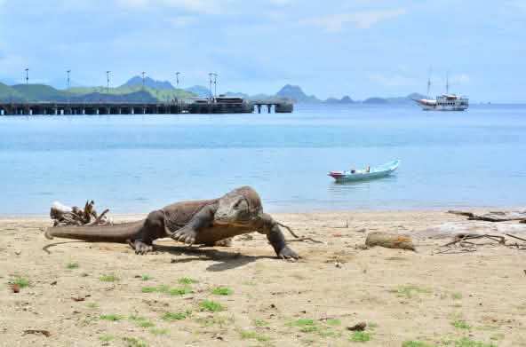 Un varan de Komodo sur une plage