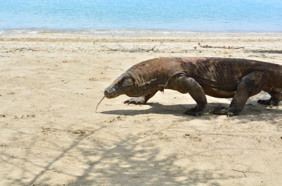 Un dragon de Komodo marche sur une plage
