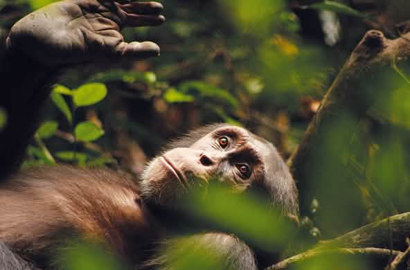 Le chimpanzé Kuba, pensif, le regard perdu dans le lointain…