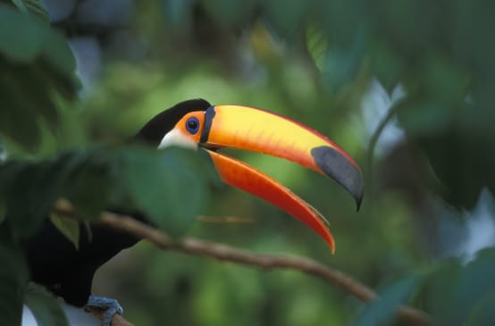 Un toucan géant assis sur une branche dans la forêt tropicale