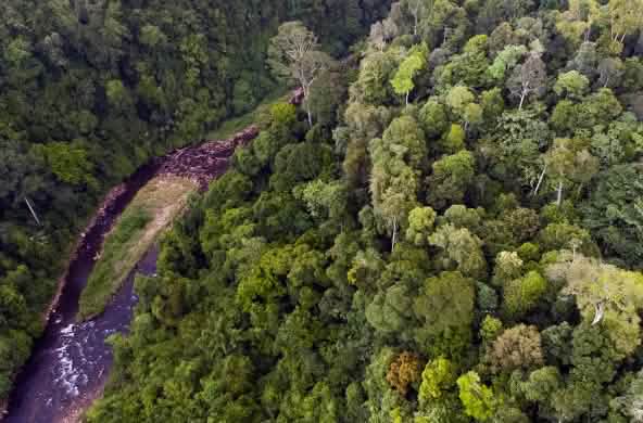 Vue aérienne d'une rivière dans l'écosystème de Leuser