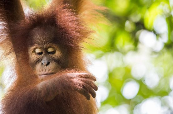 Orang-outan