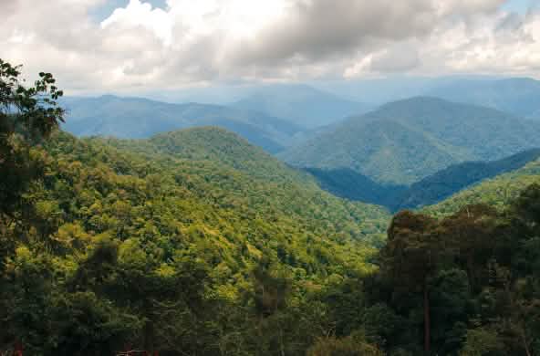 Forêt tropicale dans le parc national de Leuser