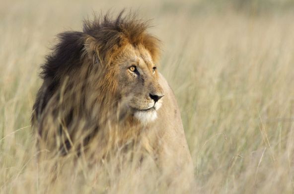 Lion dans la savane