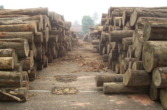 Troncs d’arbres coupés