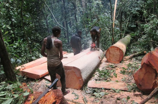 En pleine forêt, trois bûcherons scient le tronc d’un arbre fraichement abattu