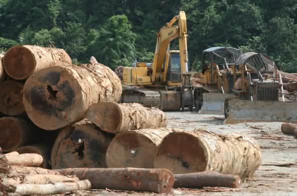 Abattage de bois en Malaisie