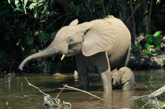 Une éléphante et son jeune éléphanteau se baignent dans la jungle