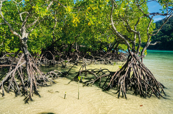 Mangrove aux Célèbes (Sulawesi)