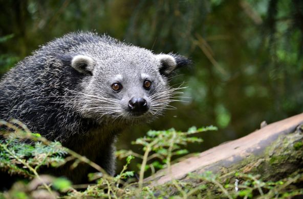 Un chat-ours perché sur une branche