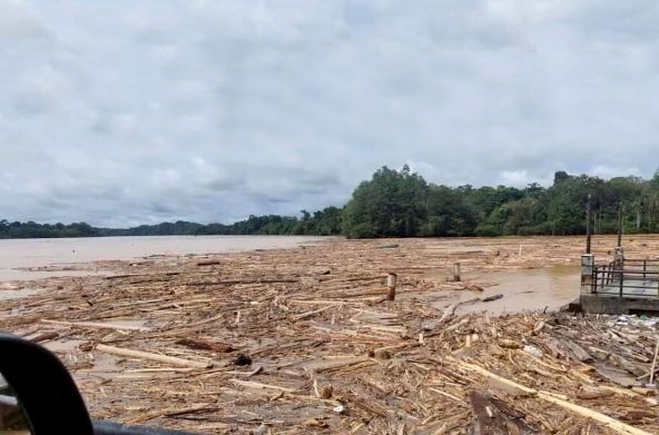 Spectacle de désolation : des grumes flottent sur une rivière à l’eau marron