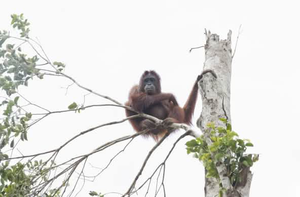 Un orang-outan dans un arbre