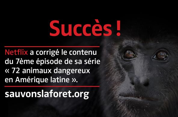 Singe Hurleur noir (Alouatta carayá) avec sur fond noir avec le texte "Succès"