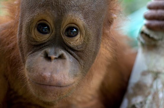 Gros plan sur le visage d’un jeune orang-outan