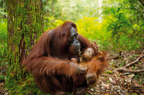 Orang-outan avec son bébé à Bornéo