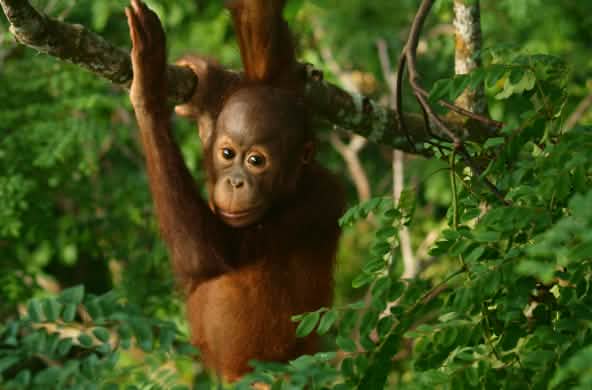 Plan rapproché sur un bébé orang-outan dans la forêt tropicale à Bornéo