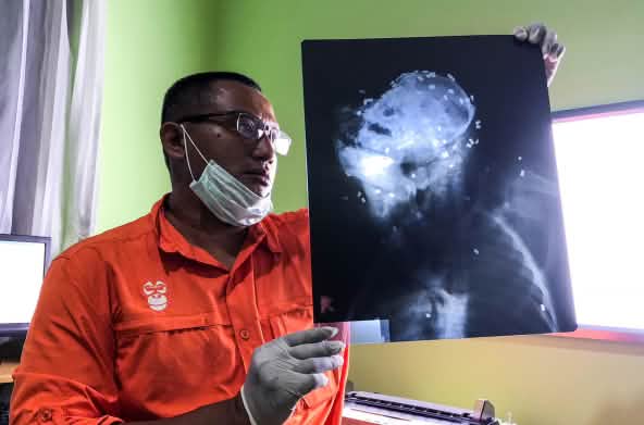 Un vétérinaire regarde la radiographie d'un orang-outan criblé de 130 balles