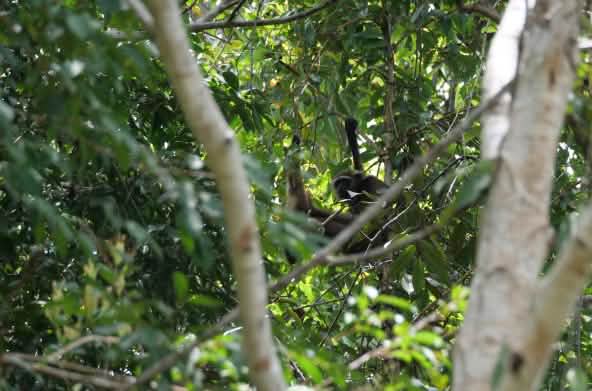 Un gibbon caché dans un arbre