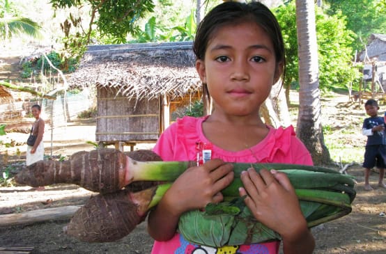 Avec pour arrière plan les cabanes de son village, une jeune fille au T-Shirt rose nous montre une belle botte de Taro
