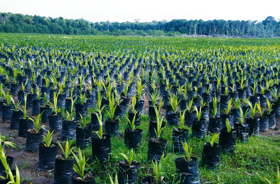 Plantation de palmiers à huile à Bornéo, Indonésie
