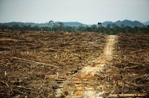 Des terres déboisées devant la forêt tropicale intacte