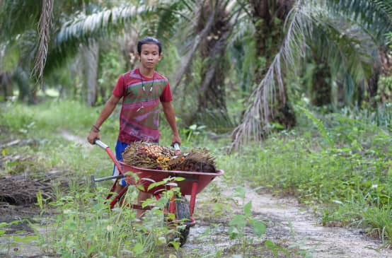 Un jeune Indonésien marche avec une brouette remplie de fruits de palmier à huile