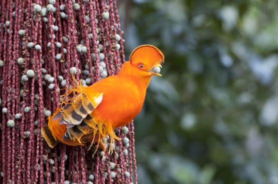 Coq-de-roche orange (Rupicola rupicola)