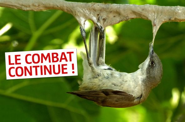 Une fauvette babillarde (Sylvia curruca) engluée à une branche + Texte "Le combat continue"