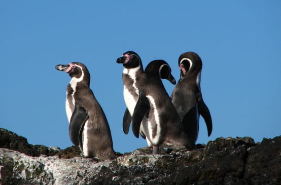 Gros plan sur un groupe de manchots de Humboldt au Chili