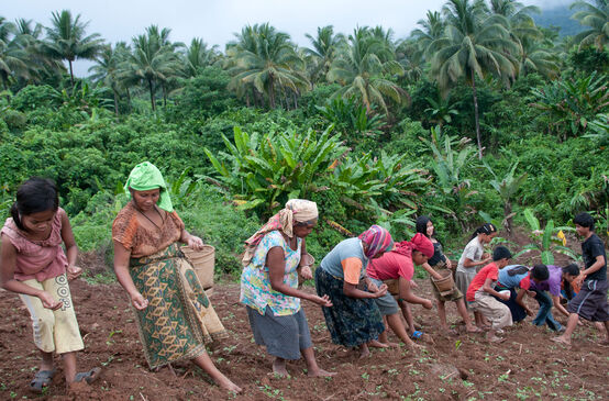 Femmes en train de planter du riz de montagne